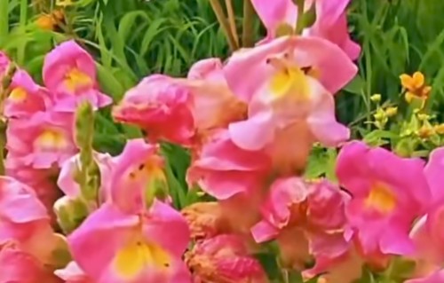 占春芳·金鱼草