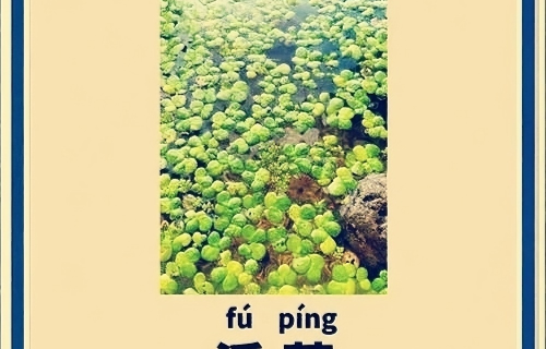 本草风物｜浮萍（现代诗）