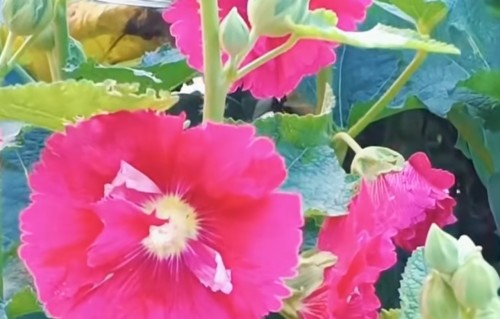 占春芳·蜀葵