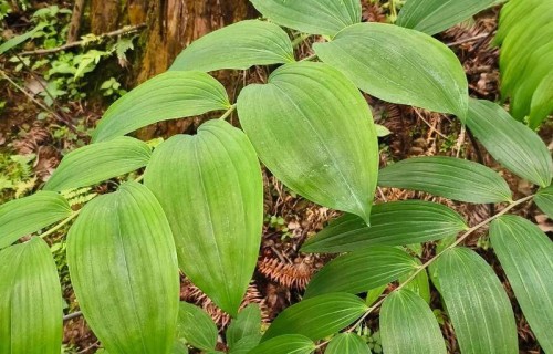 七绝·筠连黄精