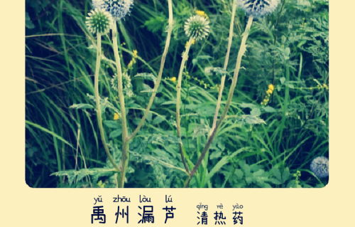 本草风物｜禹州漏芦