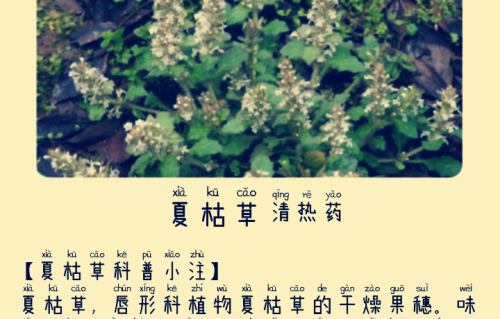 本草风物｜夏枯草