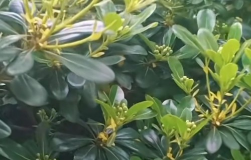 占春芳·海桐花