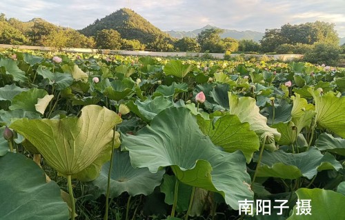 荷边吟