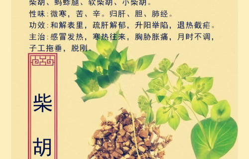 本草风物｜柴胡（现代诗）