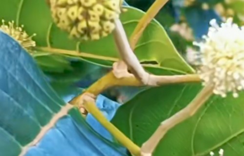 占春芳·南国喜树（和康频）