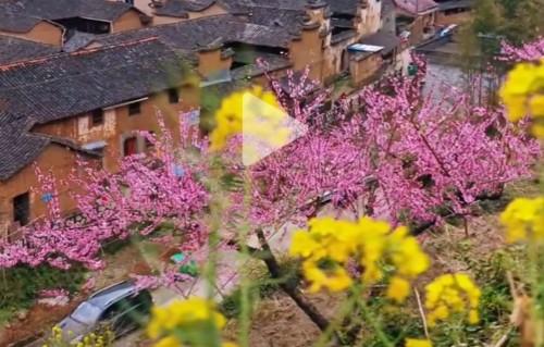 不能抵挡的春光