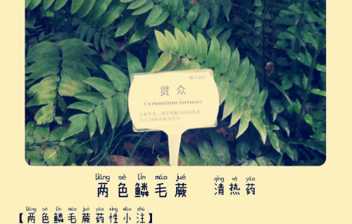 本草风物|两色鳞毛蕨（现代诗）