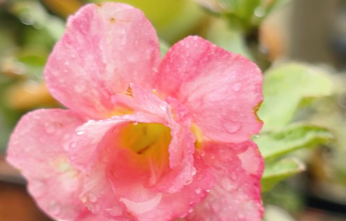 雨·花赋