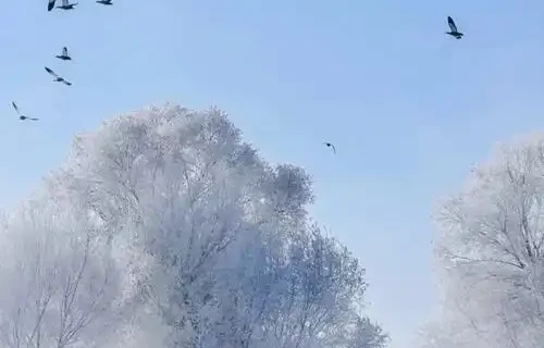 杨友明诗词研究   《六花飞·雪》中情景交融的手法对整首词的意境营造有何作 用?