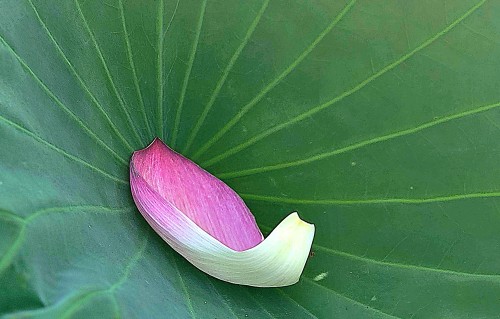 蔫蔫，芙蕖.