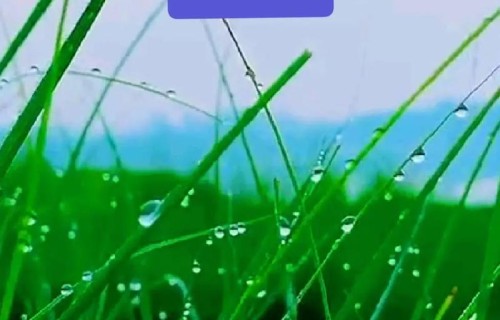 五绝·爱草好吗