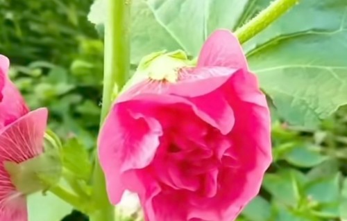 捣练子·夏末见园中小南瓜