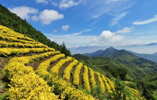 咏高山茶园仙境