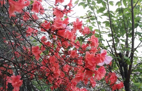 沁园春•本草纲目