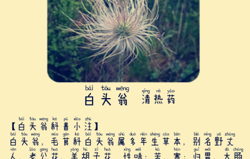 本草风物｜白头翁