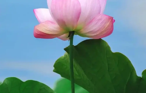 《荷》（新韵）