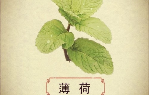 薄荷（现代诗）