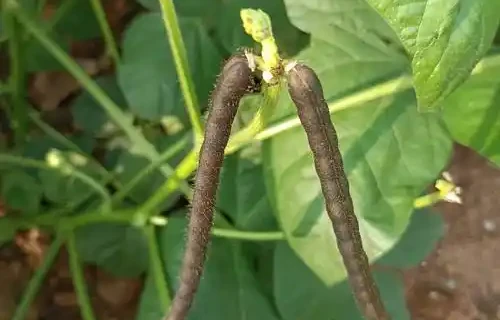 本草风物｜绿豆