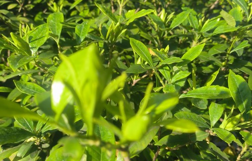 栀子花