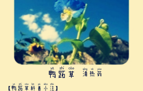 本草风物｜鸭跖草