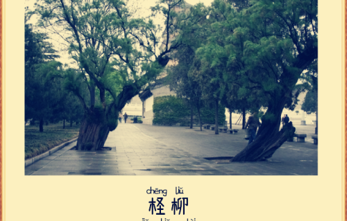 柽柳（现代诗）