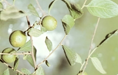 本草风物·郁李仁
