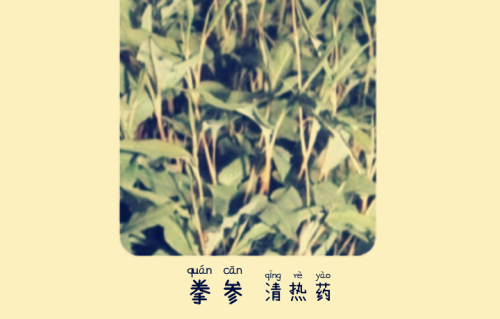 本草风物｜拳参