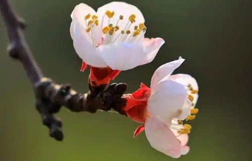 《杏花》（新韵）