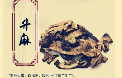 本草风物｜升麻（现代诗）