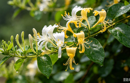 金银花（现代诗）