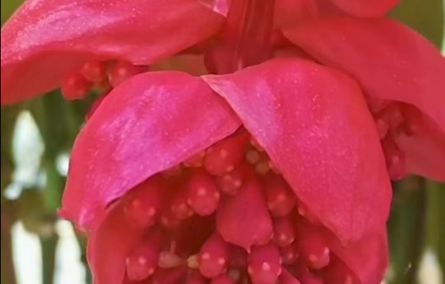 眼儿媚·咏宝莲灯花