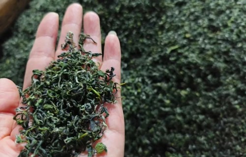 枝头吟牌日照绿茶，正宗日照绿茶自有品牌