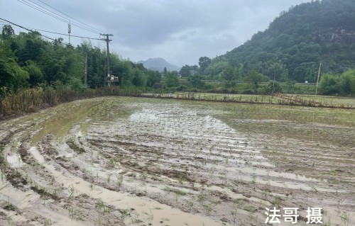 插田乐歌