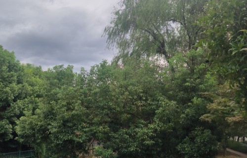 蜻蜓低飞里的乡愁