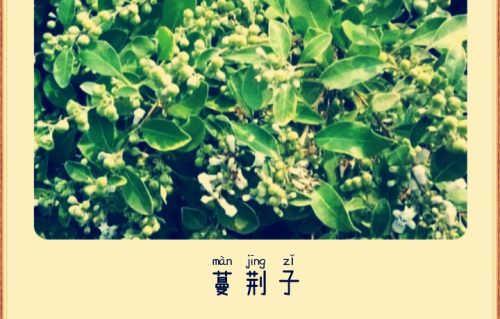 本草风物｜蔓荆子（现代诗）