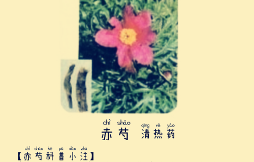本草风物｜赤芍