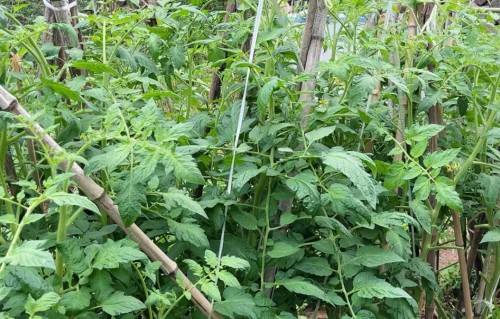 吟闲时乐着菜地