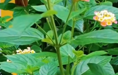 占春芳·马缨丹
