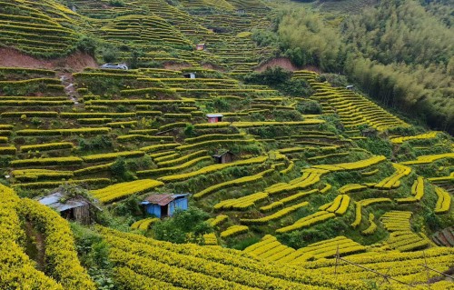 茶山咏