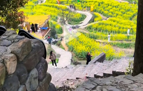 肆无忌惮的油菜花