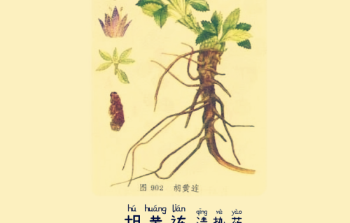 本草风物｜胡黄连