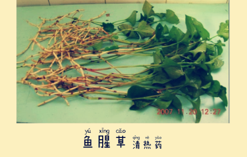 本草风物｜鱼腥草（现代诗）