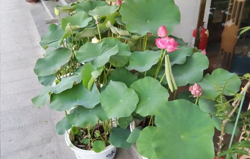 七绝•舜耕潇湘