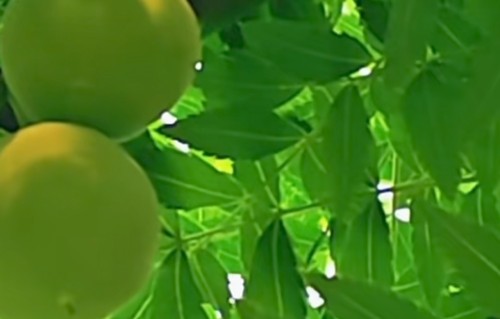 捣练子·文冠果