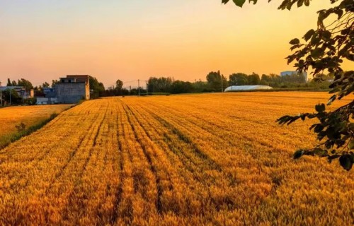 占春芳·仲夏即景