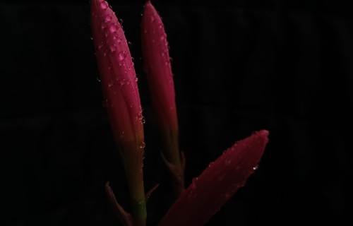 《风雨兰盛开在风雨里》