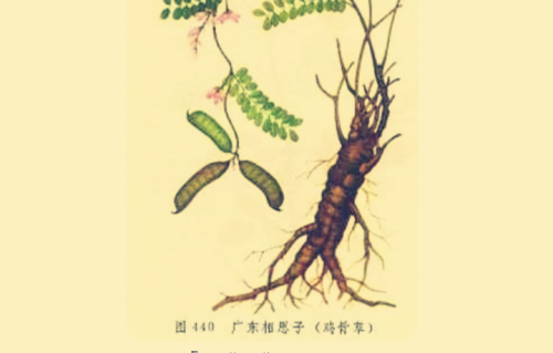 本草风物｜鸡骨草