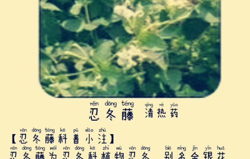 本草风物｜忍冬藤