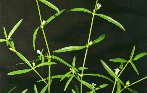 本草风物·白花蛇舌草